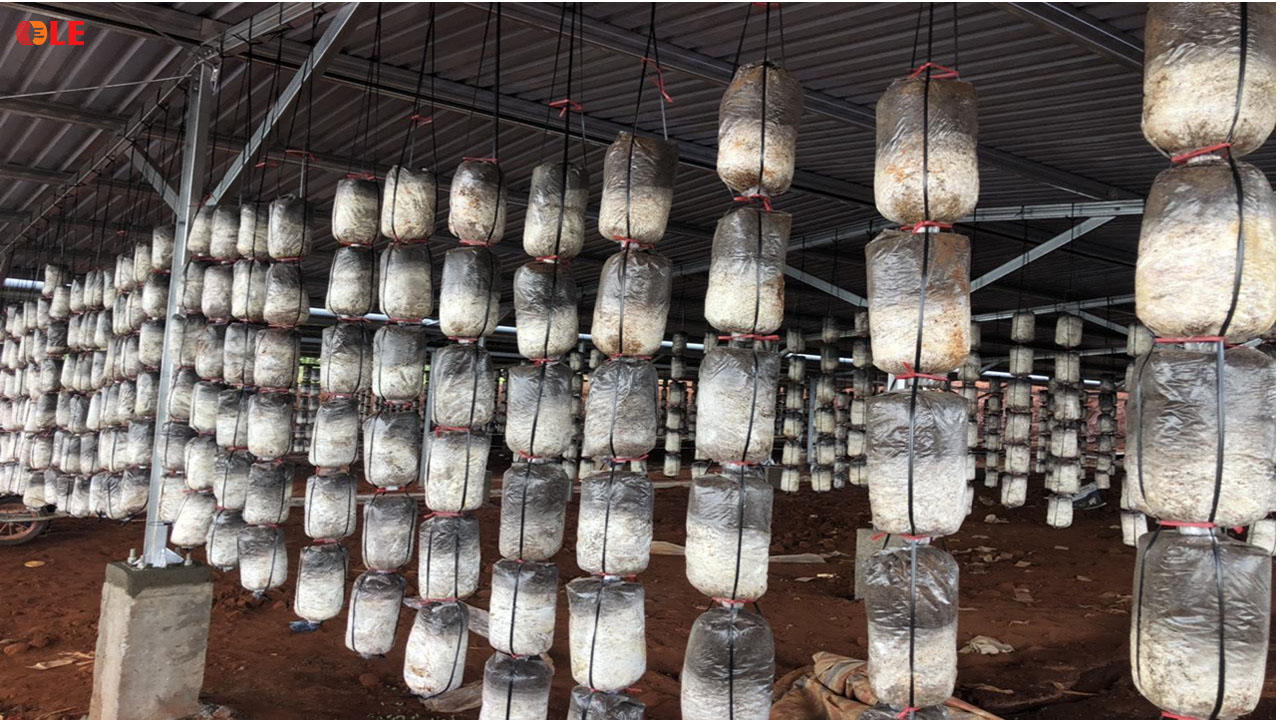 DỰ ÁN CUNG CẤP MÁY BIẾN ÁP NĂNG LƯỢNG MẶT TRỜI TẠI CHƯ PRÔNG GIA LAI